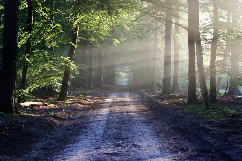 Silent Forest