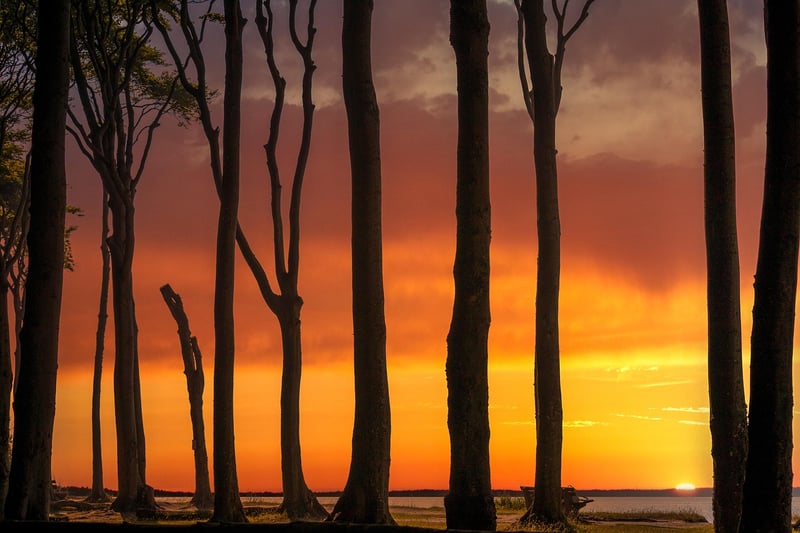 Silhouette of trees in a forest at sunset